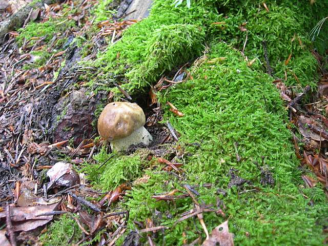 I  Funghi  della  faggeta  calcarea